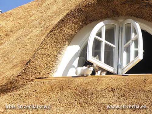 Thatched roof: cats love to bask on the window sill
